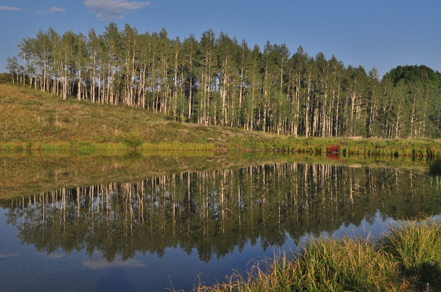 A reflection of aspen in Muddy Pass Lake